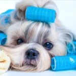 SPA BOUTIQUE & VETERINARIA